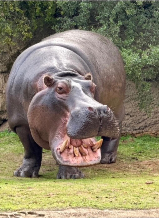 Pexels Pexels Joolsmagools Hippopotamus